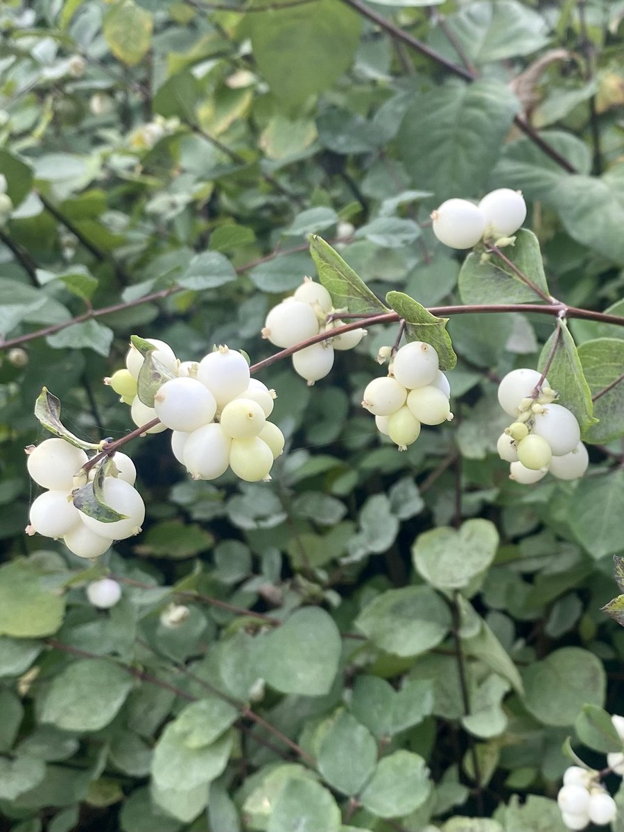 Continuing on yesterday’s autumn theme; the Snowberry is already out in force #plants #Horticulture