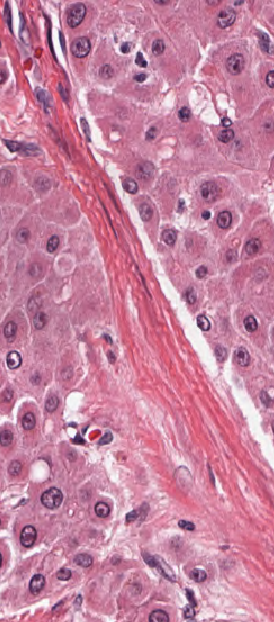 Beaumont, Royal Oak - Pathology Residency tweet media