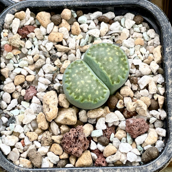 cactusspot's tweet photo. New plants at https://t.co/XxIedbKp0S on-line shop, Lithops julii v. fulleri «Fullergreen» C056 A. See it here: https://t.co/sruox9IR31 https://t.co/6EsdTt7JuY