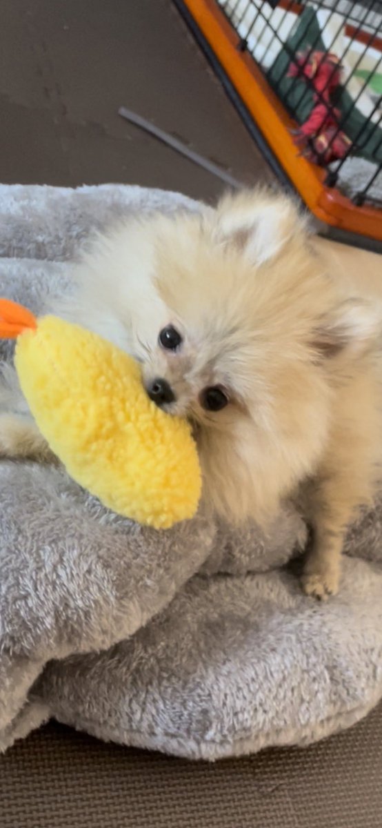 ずっと悩んでたポメちゃんお迎えしました🏠🐶コタ君です🤍🥹まだ赤ちゃん🐶🍼TikTok始めました🫣

boku_kota
↑↑↑
TikTokフォローしてね🤜🏻