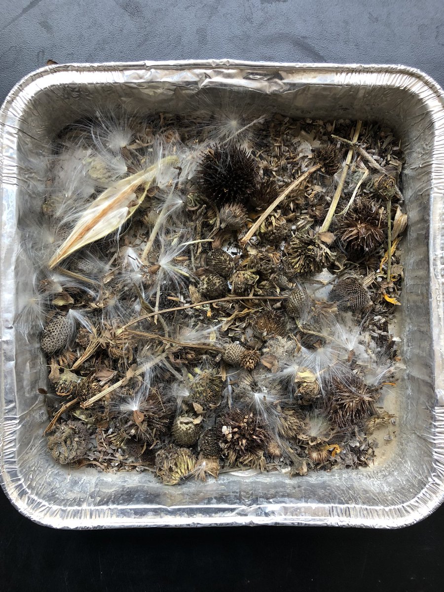 eric_henning4's tweet photo. @ISUAgWaterMgmt Many native prairie seeds have been collected recently from some of our research sites for next year and beyond https://t.co/cLAy0DUFVd