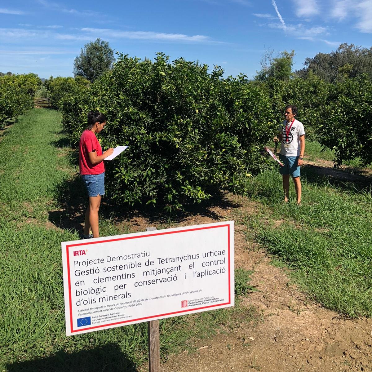 Darrer mostreig del projecte DEMO Tetranychus a <a href="/irtacat/">IRTA</a> -Amposta.  Control eficaç i sostenible de l'aranya roja en clementins durant dues campanyes fent servir únicament olis parafínics.