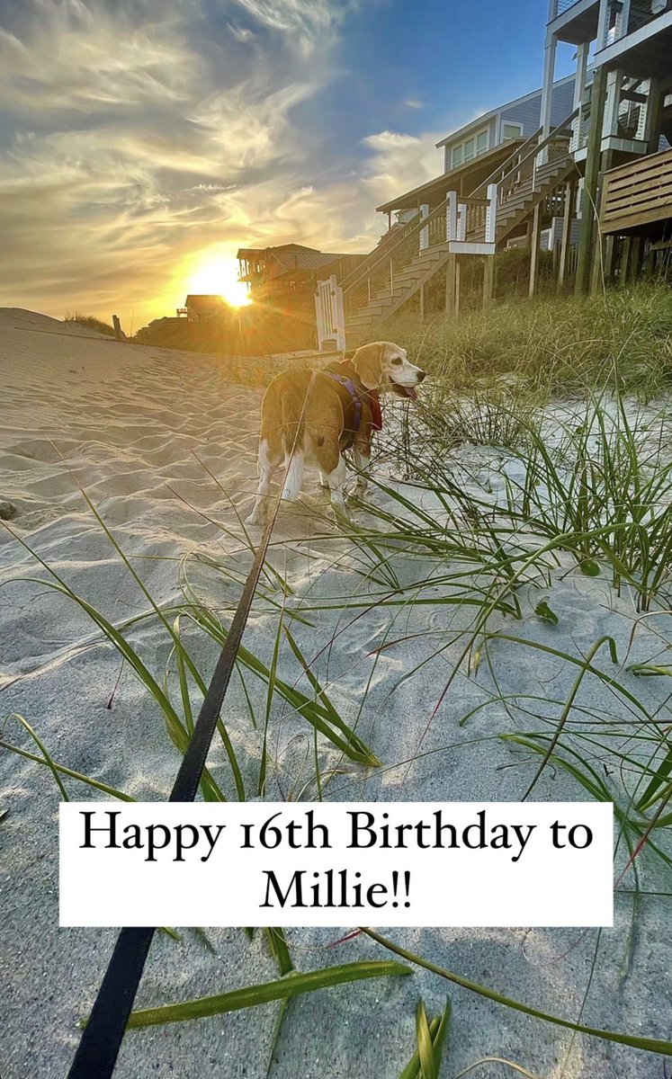 Hey <a href="/EdMatthews2/">Ed Matthews</a> - after watching your news story some 12+ years ago about beagles rescued from a testing facility in eastern NC, we adopted one that day. Today she turns 16!