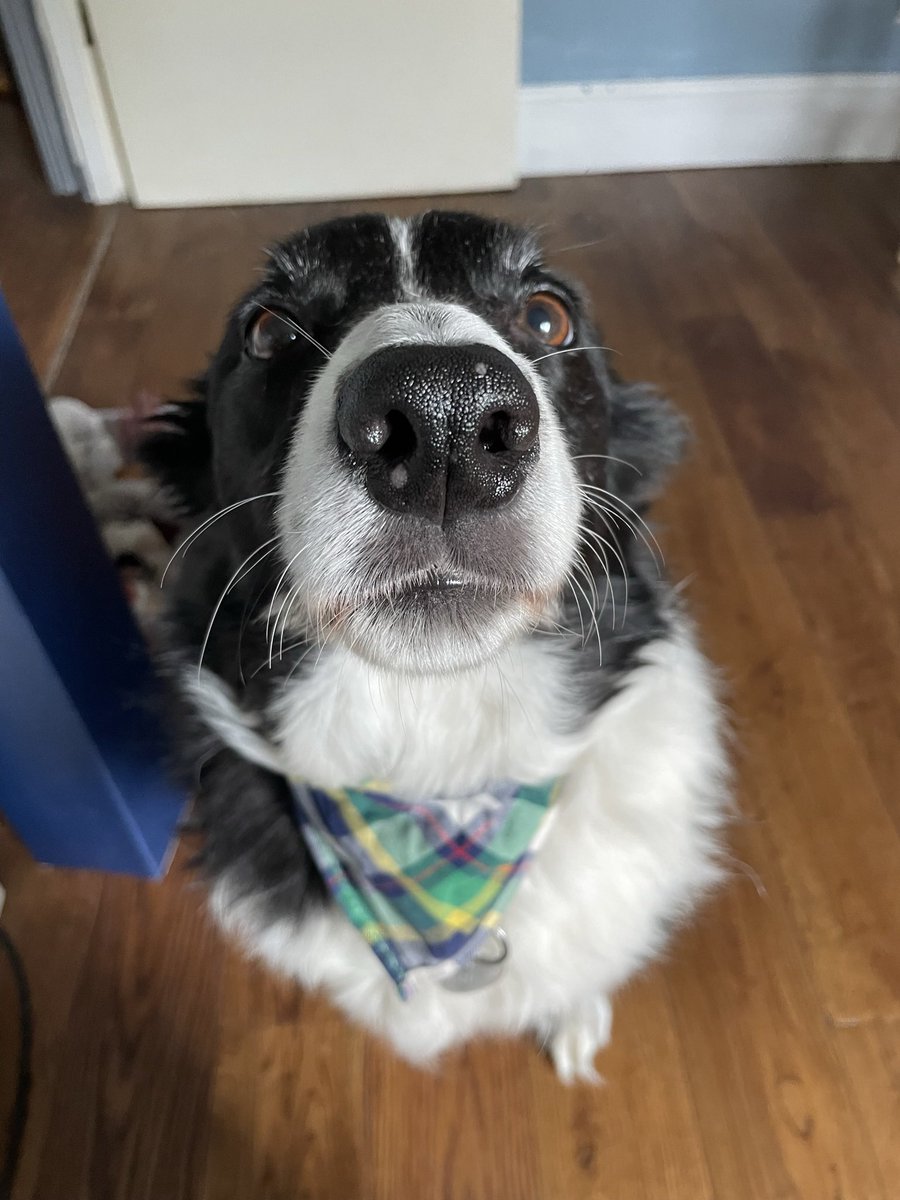 It’s been such a hot summer Humum decided it was best to go bandana free to keep me cooler. Today she thought it was a good time to resurrect my must-have accessory.  She was surprised by my enthusiasm to have one back on! Honestly - I was!