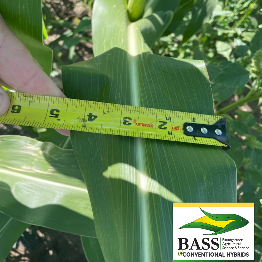 Our Ramona hybrid is producing an average of 4-5” leaf widths this year! WOW! This was taken from a farm just west of Washburn in North Dakota. Learn more about Ramona: basshybrids.com/bass-hybrid-ra…