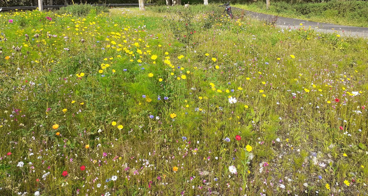 LorneOban's tweet photo. Well done to the person who has planted wild flowers along the side of Route 78 Caledonian Way cycle path at Duror. They looked wonderful in the sunshine today.
#dailycycle @SustransScot https://t.co/zCUmo4TWDc