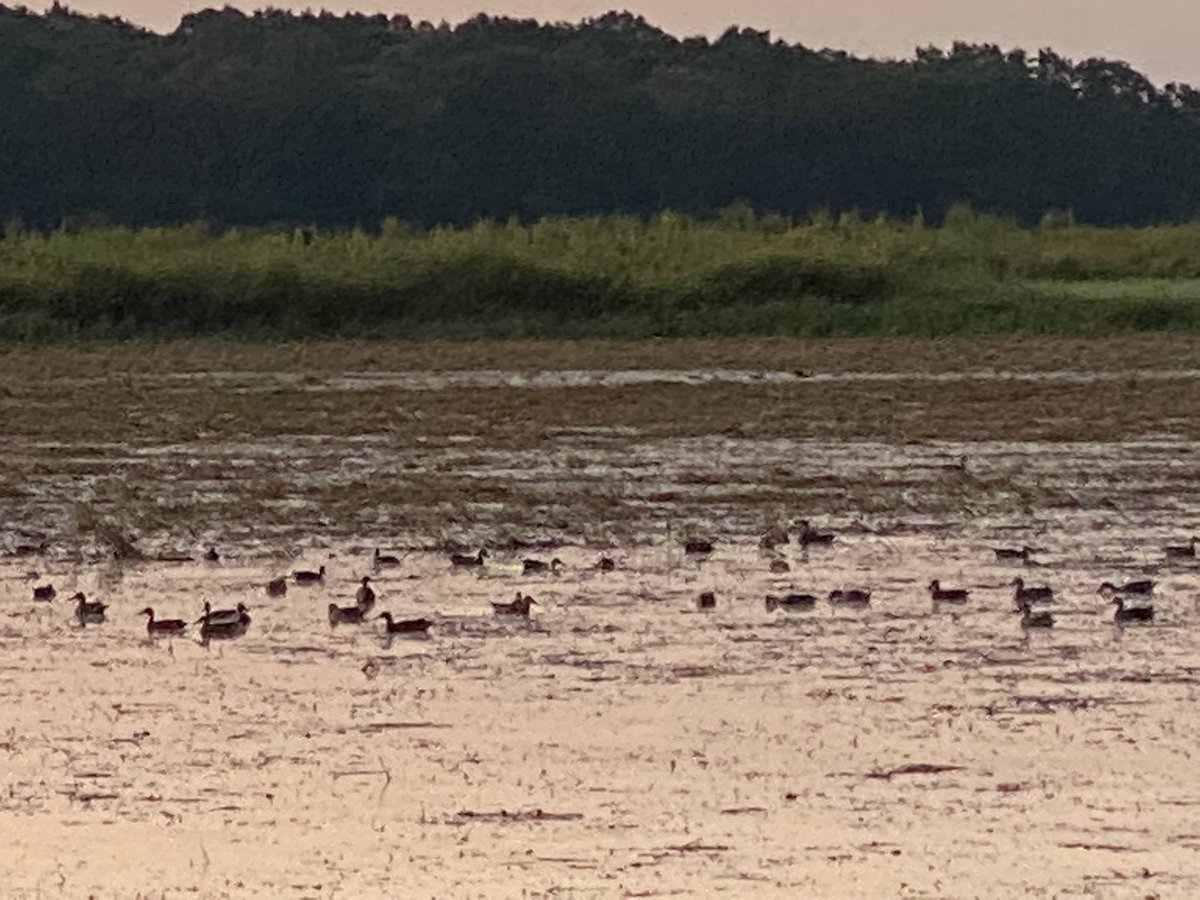 Did someone say early teal season?