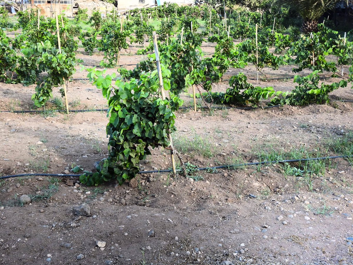yessamarc's tweet photo. Tic ta!! Seguimos trabajando en el proyecto municipal de crear la primera finca experimental de viñas de variedades blancas del sureste de Gran Canaria. Muy pronto les contaremos los avances… #agüimes #viticultura #fincaexperimental #bodegamunicipal #señoriodeagüimes https://t.co/Oqj2qfyBt1