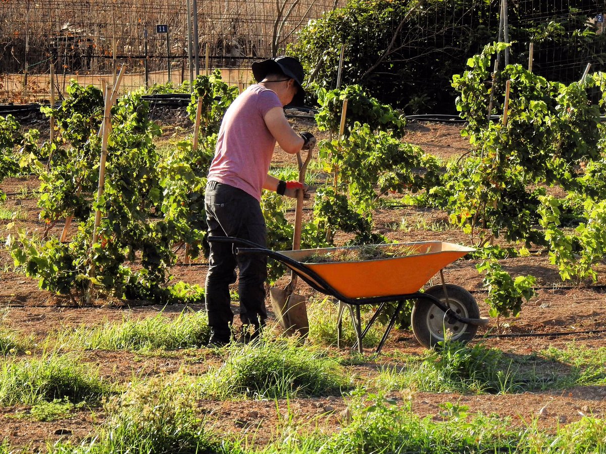 yessamarc's tweet photo. Tic ta!! Seguimos trabajando en el proyecto municipal de crear la primera finca experimental de viñas de variedades blancas del sureste de Gran Canaria. Muy pronto les contaremos los avances… #agüimes #viticultura #fincaexperimental #bodegamunicipal #señoriodeagüimes https://t.co/Oqj2qfyBt1