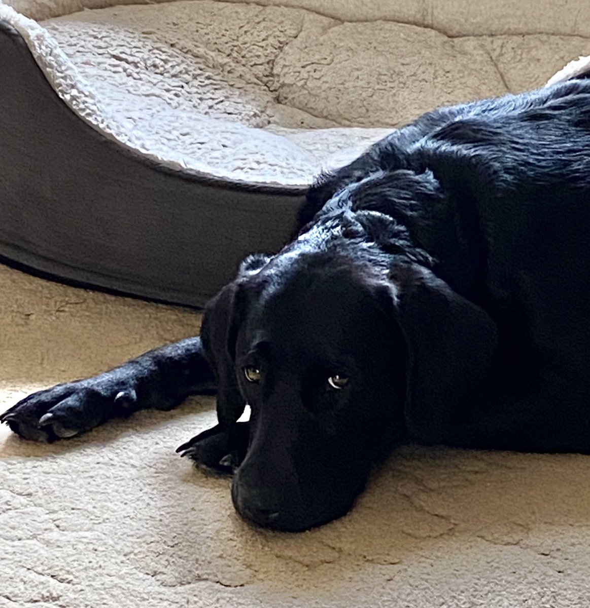 MeJacway's tweet photo. Not a happy bunny โน๏ธ sheโs got an infection in both ears, but her left one is much worse. Sheโs had treatment and now we wait to see if the swab shows up anything particularly nasty. Bless her, she was such a good girl ๐ #tlcneeded https://t.co/lzwZb9fN52