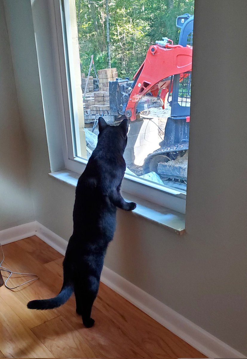 cvivian86's tweet photo. #TFW the crew has arrived to begin installing pavers. #CatsWithJobs #Supervisor #LifeWithDaisy https://t.co/xwtHeExMGz