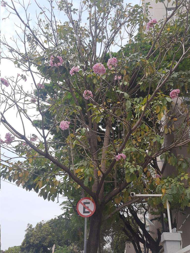 andreialebh's tweet photo. Nos emaranhados fios de eletricidade, placa de sinalização e prédios... eis um belíssimo Ipê rosa.
#ipe
#iperosa
#BH https://t.co/dv2Hm4m6Fq