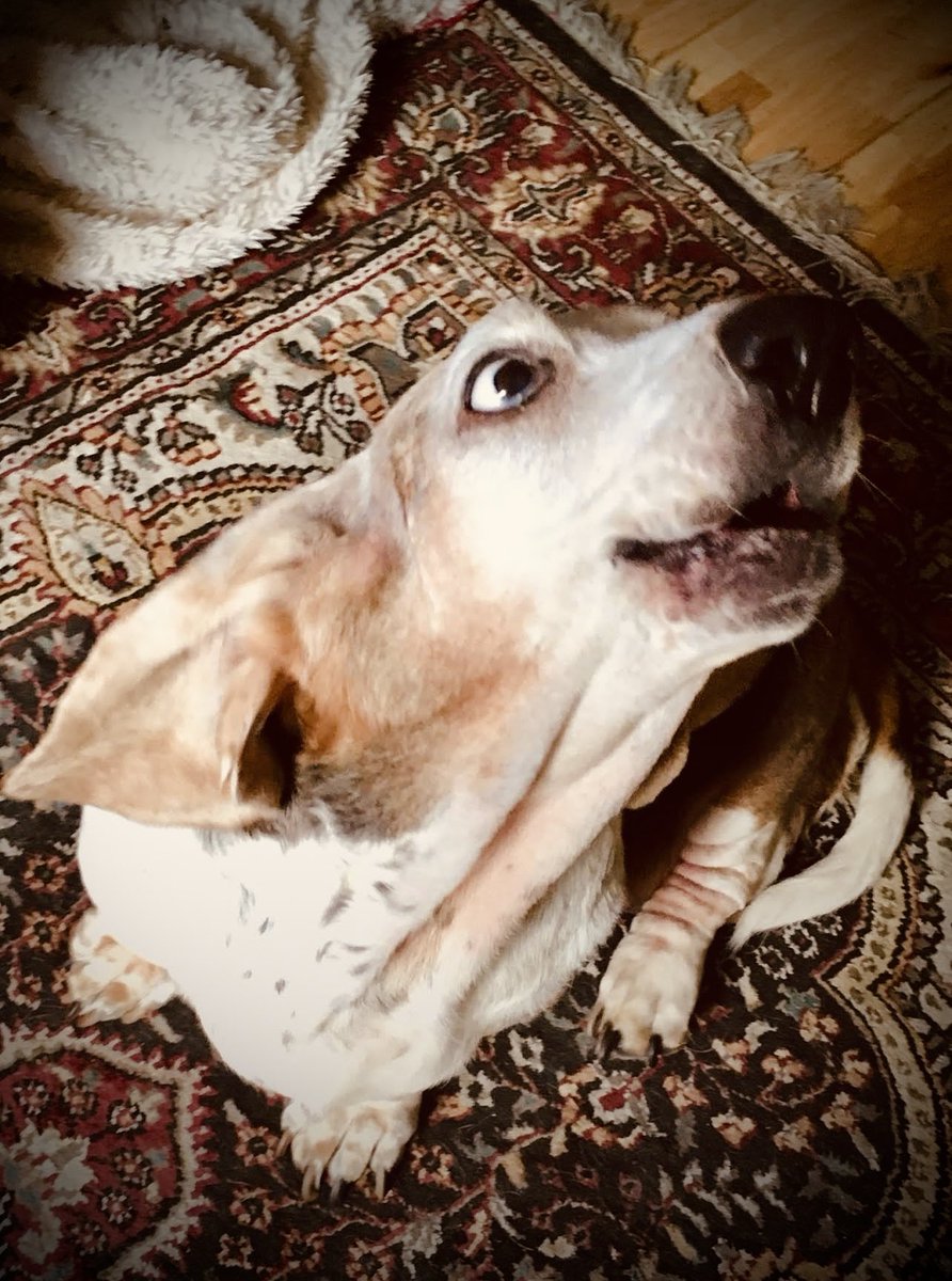vampiredoggie's tweet photo. Woooooooooooooooooooooo #millymoo https://t.co/3acPpu6Iky