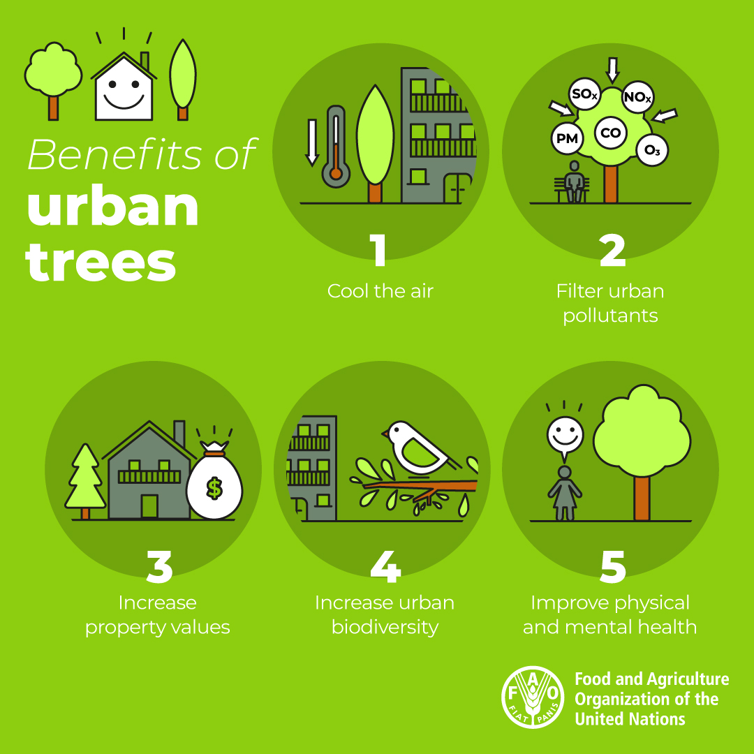 FAO's tweet photo. 🌲 Trees in cities can lower stress &amp; boost our mental health.

🌳 Urban forests &amp; trees can also make our cities greener, healthier &amp; happier places to live.

#GreenCities #SDGs https://t.co/c63vLGoSqD