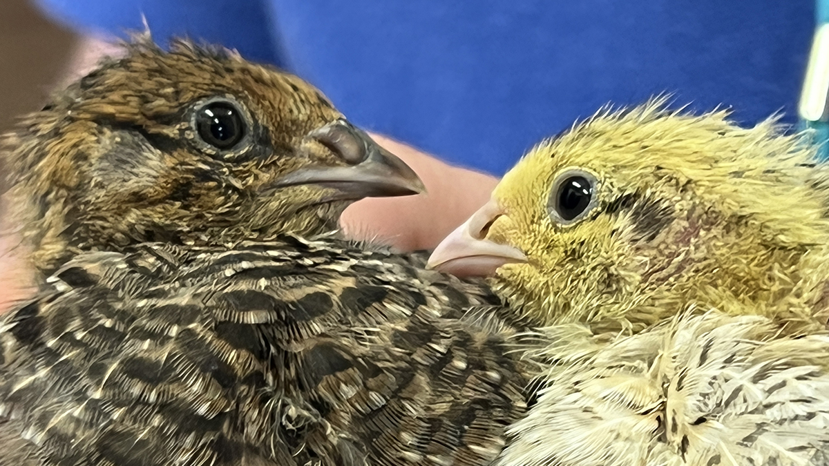 halesowen-college-on-twitter-our-animal-care-team-have-recently