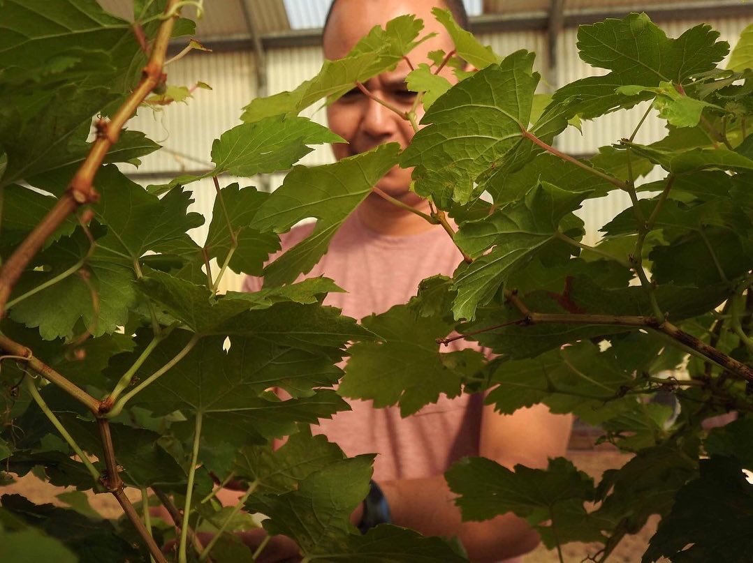 yessamarc's tweet photo. Tic tac!! Últimos preparativos para replantaciones del proyecto municipal de la finca experimental, #babyviñas están pidiendo a gritos tierra para echar raíces y crecer... #fincaexperimental #viñas #agüimes #señoríoagüimes #bodegamunicipal https://t.co/nCJY6vyeYg