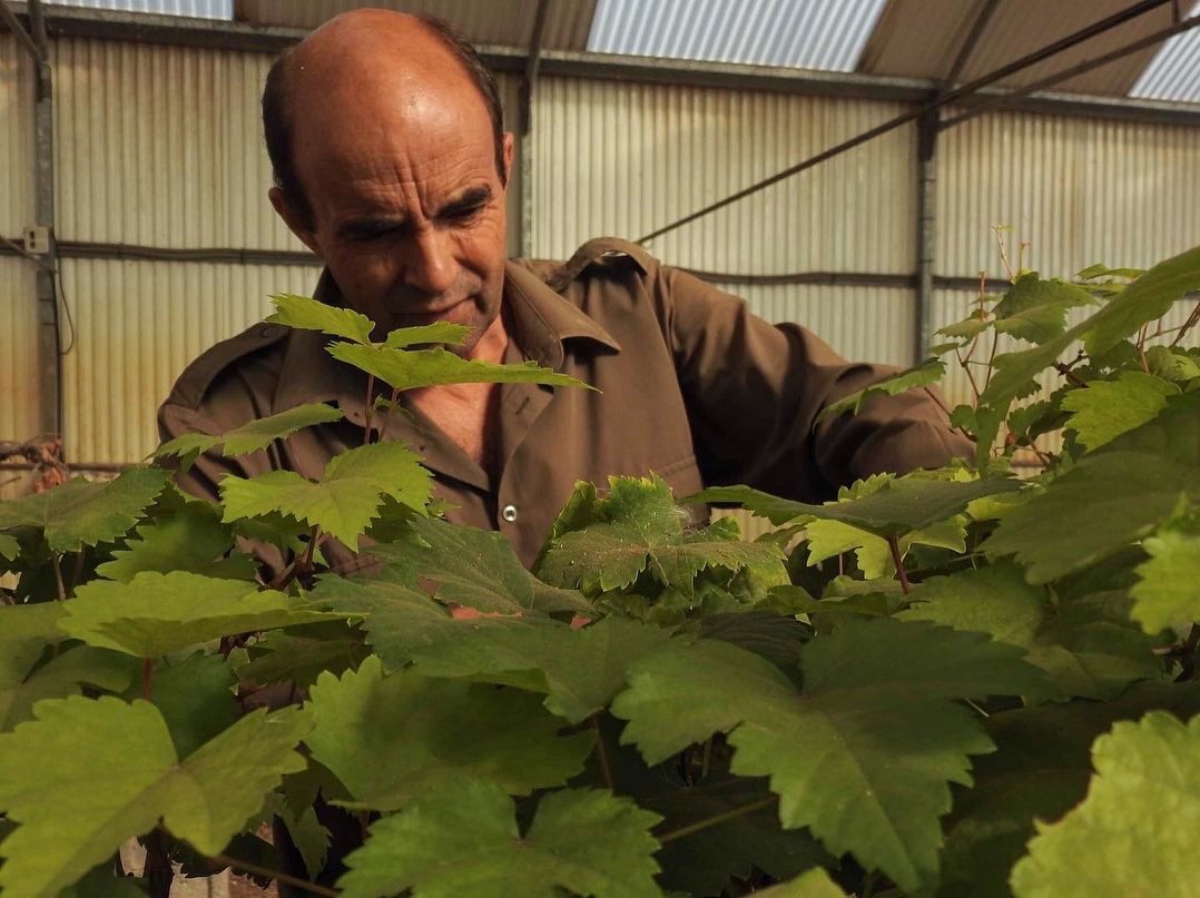 yessamarc's tweet photo. Tic tac!! Últimos preparativos para replantaciones del proyecto municipal de la finca experimental, #babyviñas están pidiendo a gritos tierra para echar raíces y crecer... #fincaexperimental #viñas #agüimes #señoríoagüimes #bodegamunicipal https://t.co/nCJY6vyeYg