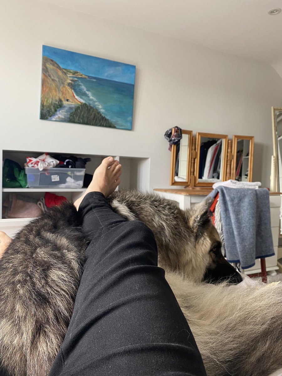 liam_patton's tweet photo. @strategywoman My home and fury friend for a few more days. I can’t relate to the days your having to live through ❤️☮️🍂 https://t.co/JZqyvao6kW