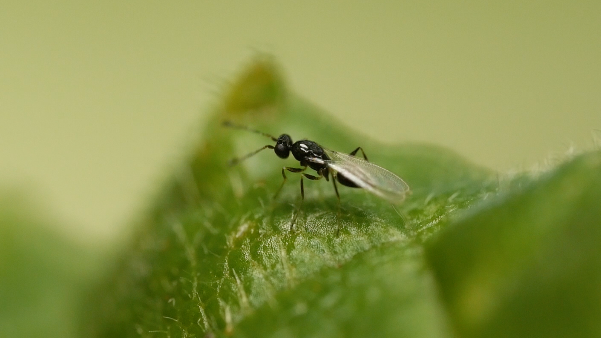 Oregon IPM Center tweet media