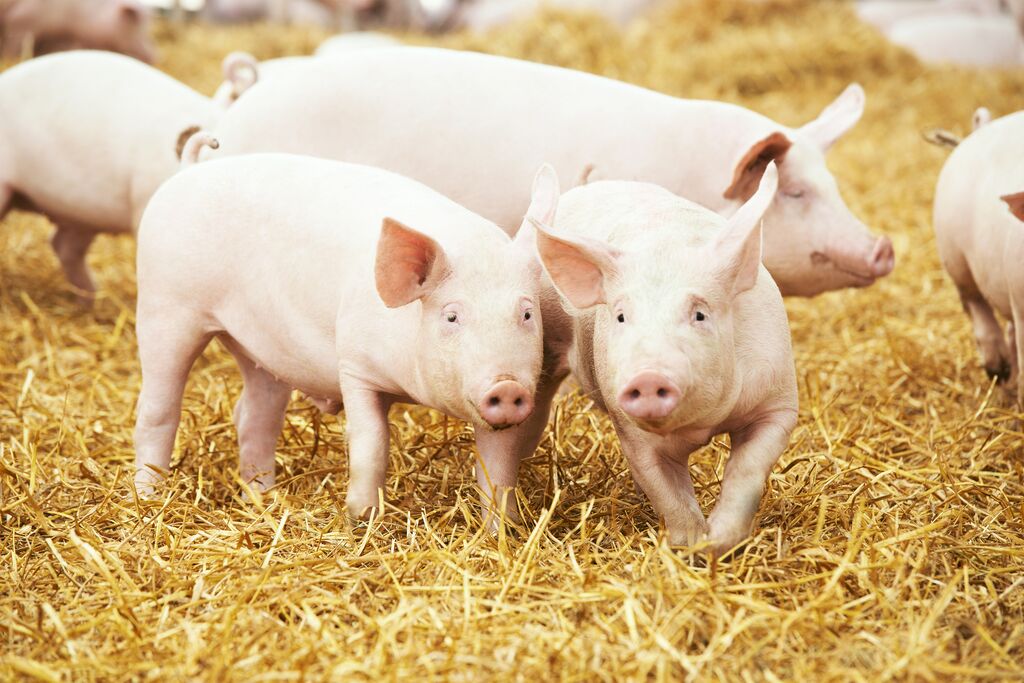 Animals_EFSA's tweet photo. Animal-based measures (ABMs) are crucial to assess the welfare consequences affecting #FarmedPigs. 🐷🐽🐖🐗 Read 👉
https://t.co/nCiwUmHtYO 
#EUFarm2Fork #EU4animalwelfare #AnimalWelfare #EndtheCageAge https://t.co/WUPs9OSYQ3