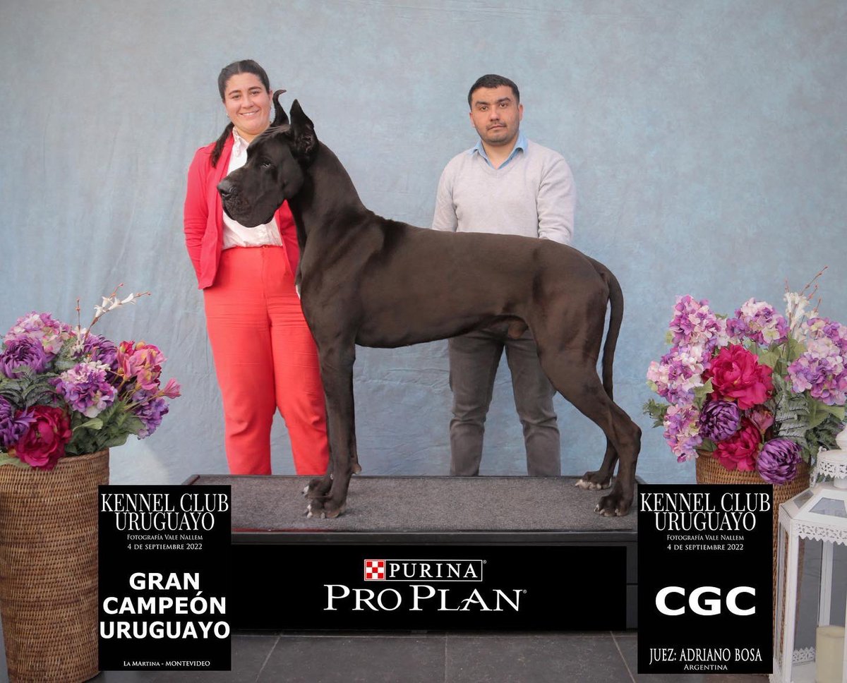 AnaSofiaTarde's tweet image. Must go on!!! 

Foto de la victoria de Alphard en la pasada Expo consagrándose Gran Campeón Uruguayo 🇺🇾 🎖

#Dogshow #Pedigreedogs #Lifebreeder #Greatdanes #Uruguay