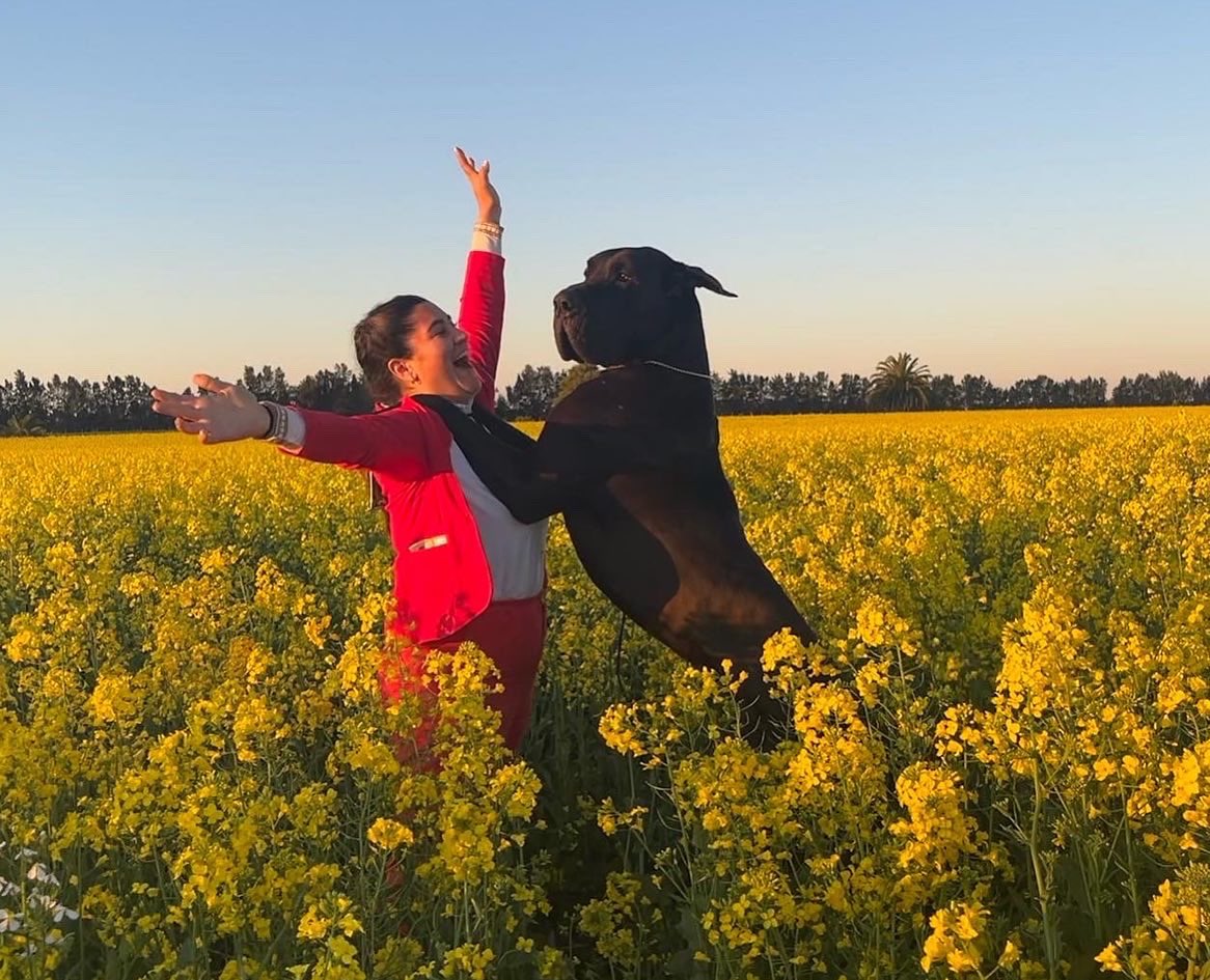 AnaSofiaTarde's tweet image. Must go on!!! 

Foto de la victoria de Alphard en la pasada Expo consagrándose Gran Campeón Uruguayo 🇺🇾 🎖

#Dogshow #Pedigreedogs #Lifebreeder #Greatdanes #Uruguay