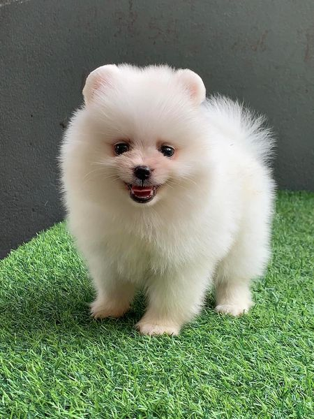 Dong Mei (@maryaml47829934) on Twitter photo 