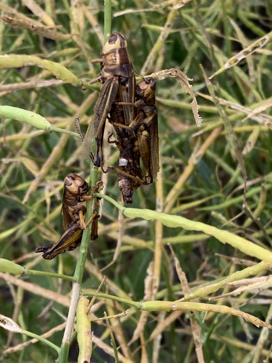 Incredible number of dead grasshoppers, infected with Entomophaga grylli, firmly attached to the top of plants in canola field near MacGregor. Sometimes dead grasshoppers were attached to other grasshoppers.