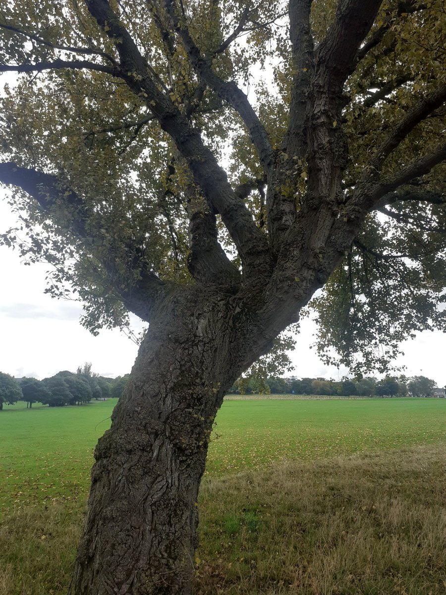 dinkelwhacker1's tweet photo. @TellyElk @BraydenCreation All good trees for climbing 👍 https://t.co/QAf666KYFt