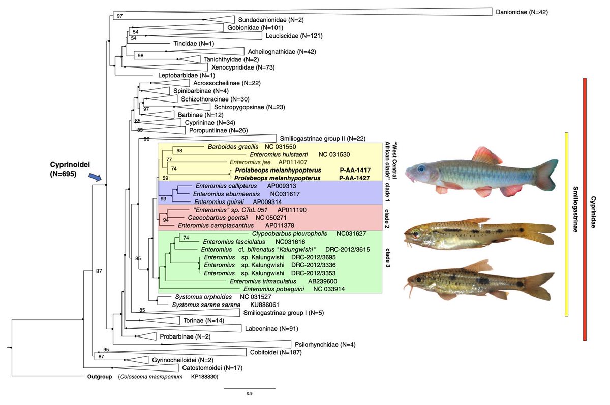 Walter Salzburger Lab (@wsalzburger) on Twitter photo See our latest work on the enigmatic African fish genus Prolabeops Schultz, 1941 by <a href="/FredericSchedel/">Dr. Frederic D.B. Schedel</a>, <a href="/zuzmus/">Zuzana Musilova - FISHEVO 🇺🇦🇺🇦🇺🇦</a>, <a href="/adrian_the_fish/">Adrian Indermaur</a>, et al.
onlinelibrary.wiley.com/doi/epdf/10.11… See our latest work on the enigmatic African fish genus Prolabeops Schultz, 1941 by <a href="/FredericSchedel/">Dr. Frederic D.B. Schedel</a>, <a href="/zuzmus/">Zuzana Musilova - FISHEVO 🇺🇦🇺🇦🇺🇦</a>, <a href="/adrian_the_fish/">Adrian Indermaur</a>, et al.
onlinelibrary.wiley.com/doi/epdf/10.11…