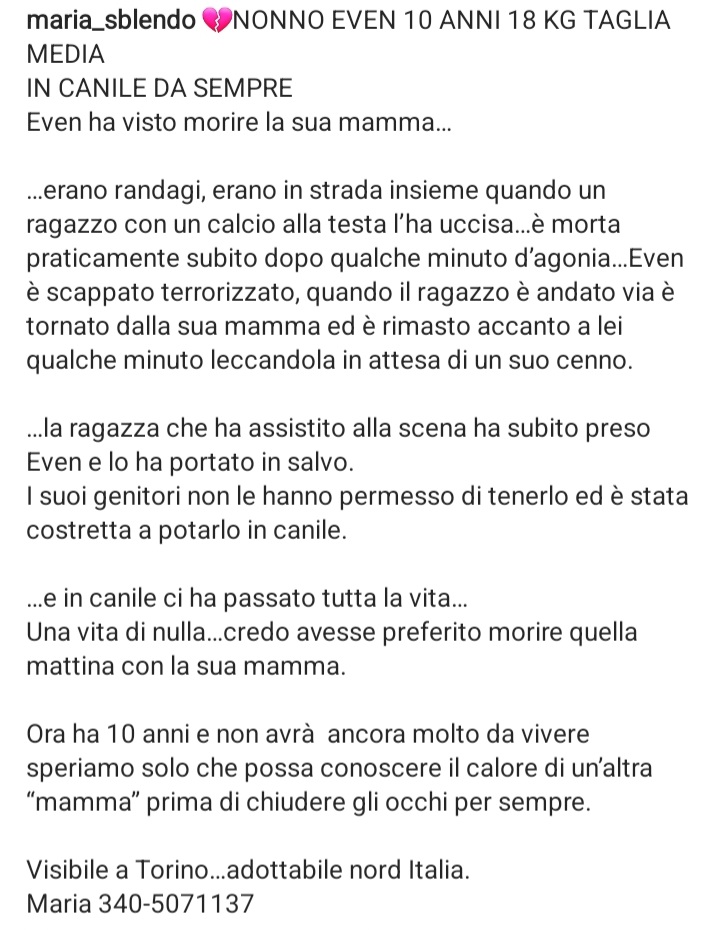 zampa_qua's tweet photo. STRAURGENTE🆘🆘🆘🆘🆘Maria☎️ 340-5071137🐕NONNO EVEN 10 ANNI IN CANILE DA SEMPRE.😣EVEN ha visto morire la sua mamma,erano randagi,erano in strada insieme, un ragazzo l’ha uccisa.e in canile ci ha passato tutta la vita.SALVIAMOLO VI ASPETTA #4voiceless 🏡🙏😔 https://t.co/NI307EFoXw