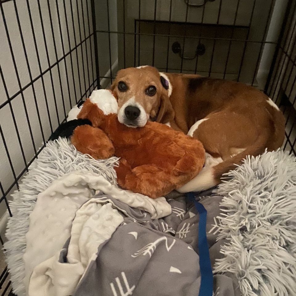 A message to anyone who has opened their home to an Envigo survivor who may be feeling overwhelmed. Don't hesitate to call us if you have any questions, need advice, or rehoming like Shiloh or Audrey.
👉 Please email info@bfp.org 
👉 Apply to adopt bfp.org/rescue