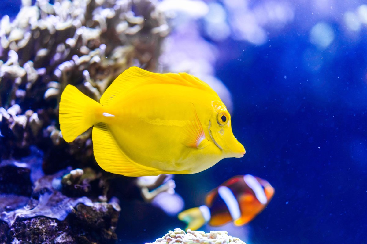 RipleysAquaGAT's tweet photo. It’s #TangThursday! Believe it or not, these yellow tangs have a lifespan around thirty years! What’s your favorite fish in our coral reef? https://t.co/cGDu0yO3Kh
