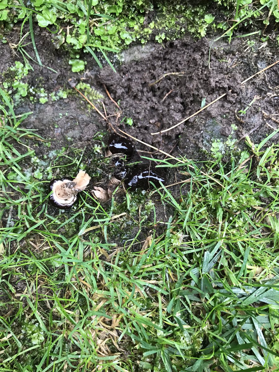 view landscaping tweet media