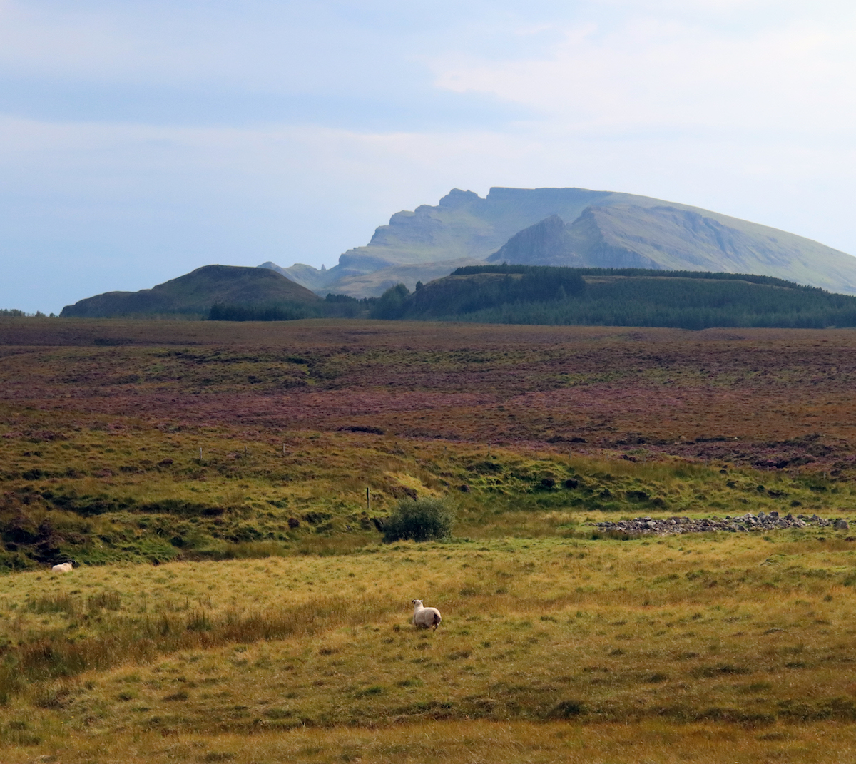 Tha am fraoch fo bhlàth • The heather is in bloom. At one time crofters in Skye would pull heather, twist it to make it into ropes and use it to hold down their hay stacks. @CommunityLandSc #heather #NàdarAlba #gàidhlig #gaelic #cleachdi