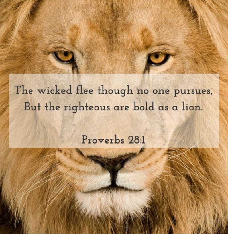 Get your lion on and get going!