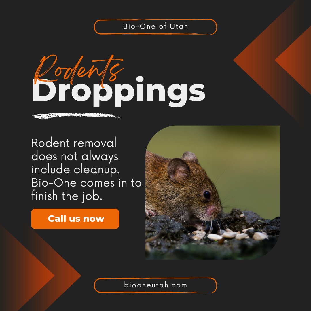 BioOneUtah's tweet image. Our technicians can properly remove rodent waste and disinfect areas affected by rats, mice, bats, pigeons, cockroaches and other rodents. Although dry and longstanding, these droppings can still carry bacteria and parasites, especially in badly ventilated areas.