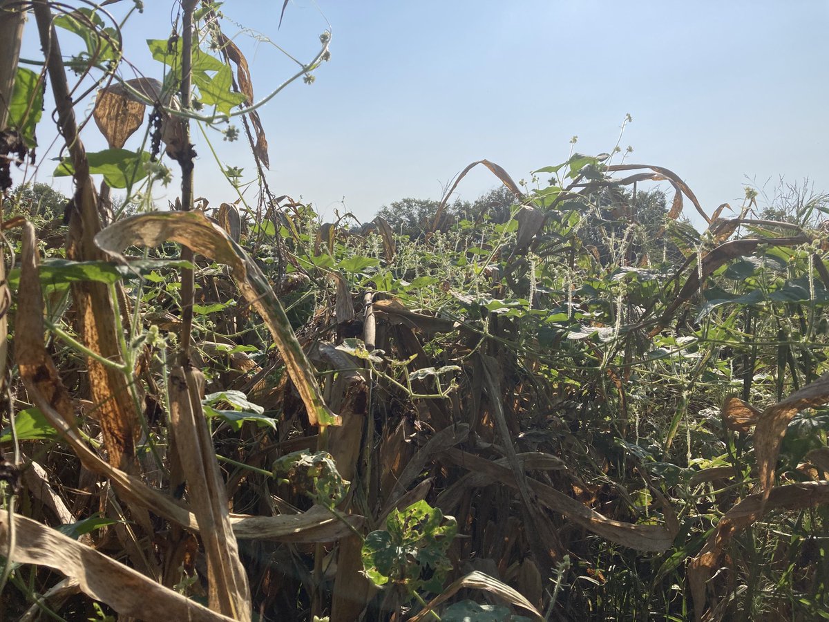 UT Weed Guy tweet media