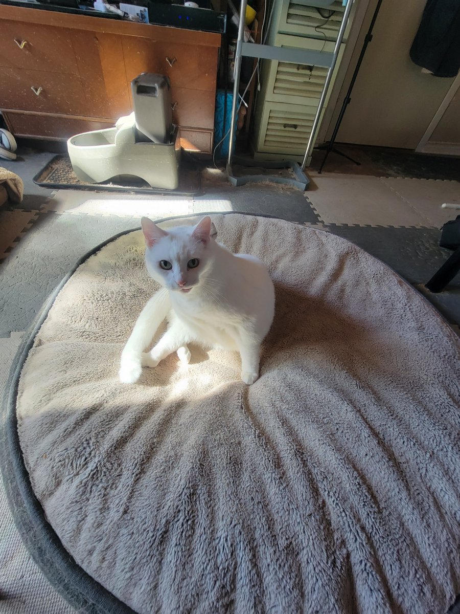 apeykins's tweet photo. What do you mean this is the dog's bed? Dear God do I have cooties now??
#doggo #everydayiscaturday #doglife #catlife #seniorcat #whitecat #smallcat #CosmoKitty #myboy #catface #catbaby https://t.co/CAmlvOCwLX