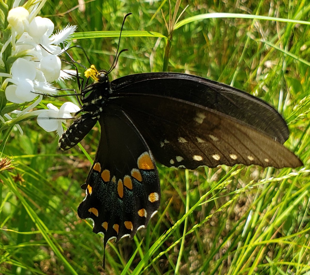 SmithsonianEnv's tweet photo. Snapped any cool #pollinator pics lately? You can help our #orchid conservation scientists, by submitting your photos of orchid pollination in action!  We won't publish anything without your permission. Learn more at https://t.co/fcKR9lhmFR (📸 Melissa McCormick) https://t.co/LzVCqpjBGu