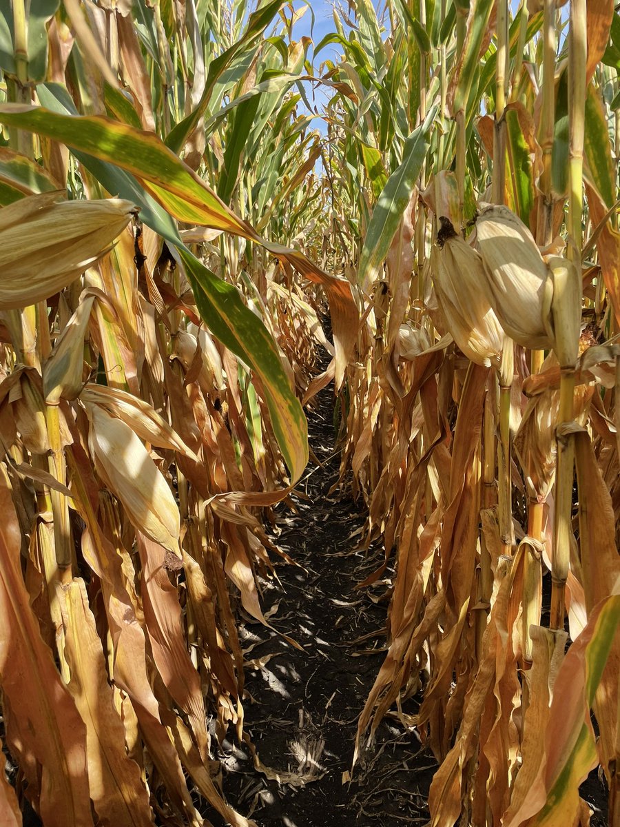 Late season P and K can make a difference as seen below, same hybrid. @DKAS_WCIL <a href="/Bayer4CropsUS/">Bayer U.S. 🇺🇸 | Crop Science</a> SMART (short) corn makes theses applications easier and less a logistics nightmare. Growers will testing these concepts in 23 #Bayer4IL