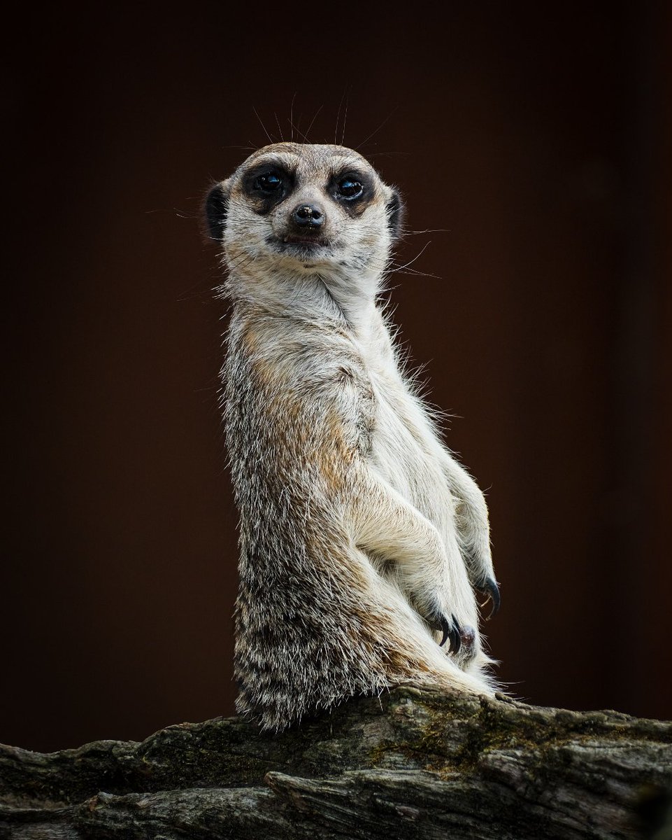 Un par de fotos de uno de los modelos que posaron para mi ayer en cabarceno 😀