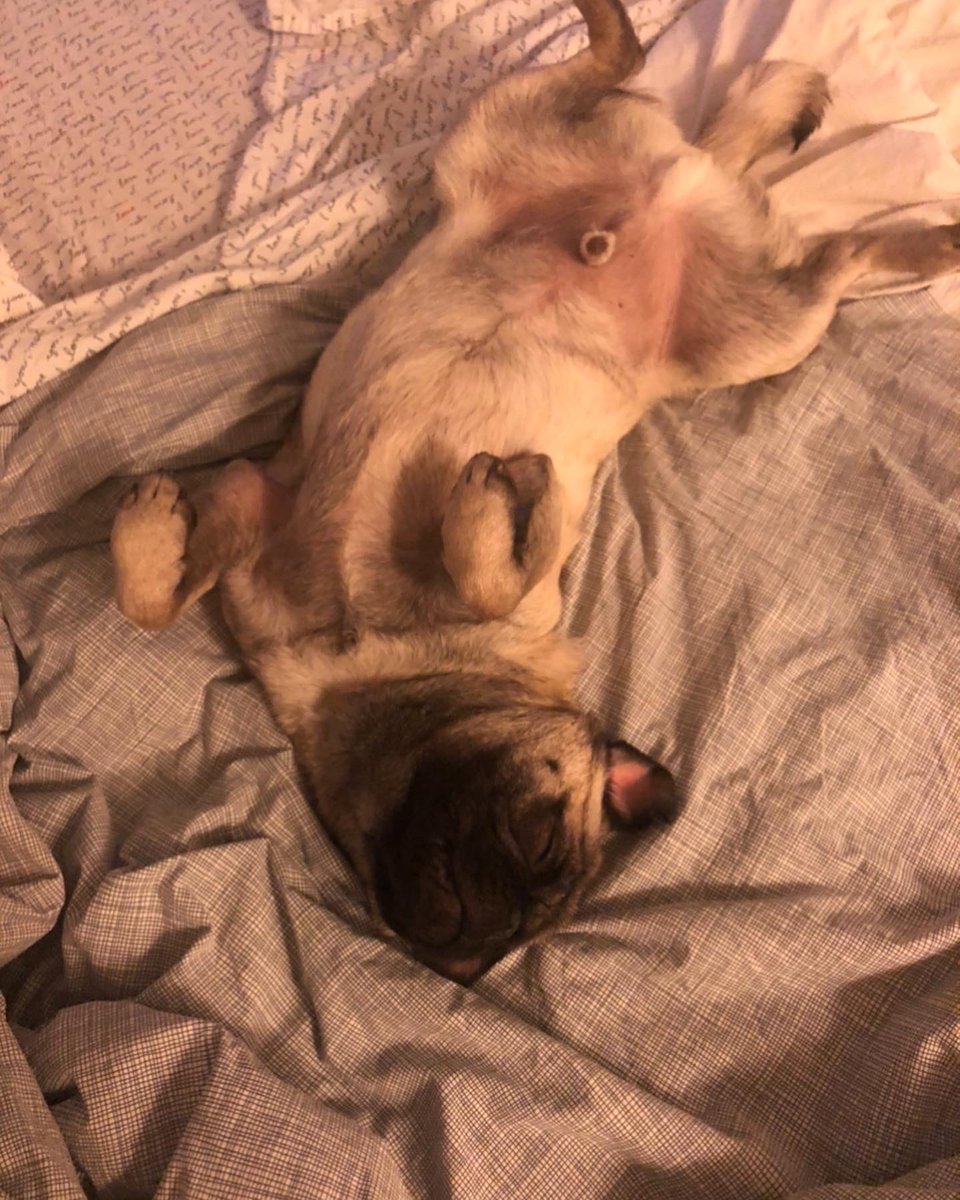 FutureHairVan's tweet photo. This is the kind of morning I am having, you? #pug #pugnaps #puglover #puglife https://t.co/4bLjKvqSlY