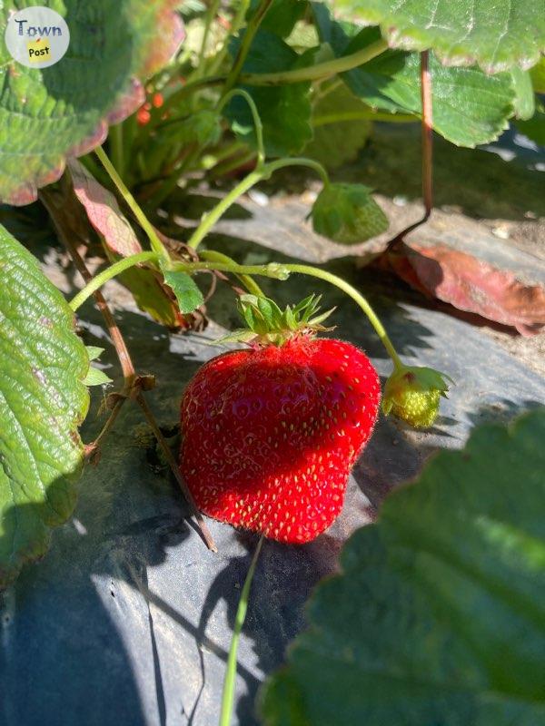 barrhead's tweet photo. UPick Strawberries near @TownBarrhead  (North of Cherhill)
Strawberry UPick open for fall pickers Tuesday and Thursday and Saturday morning from 9-12.
See Barrhead TownPost for more details https://t.co/YzALTu4QV1