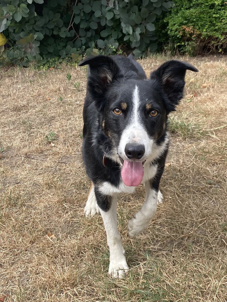 DoggyWalkerUK's tweet photo. Please give a very warm welcome to new boy Jack. Chief of tennis balls and all things fun! #dogs #dogslife #lovedogs #doglover #dogwalker #dogwalks #dogwalking #professionaldogwalker #lovemyjob #bestjob #wargrave #henleyonthames #ruscombe #thedoggywalker #collie #dogsoftwitter https://t.co/RlSmzlQhko