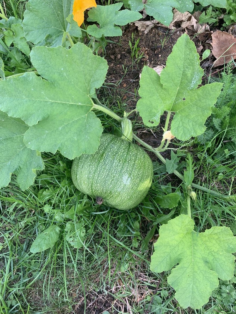 Springwest September harvesting