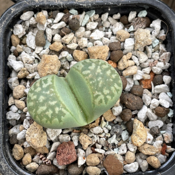 cactusspot's tweet photo. New plants at https://t.co/XxIedbJRbk on-line shop, Lithops marmorata cv. Polepsky Smaragd. See it here: https://t.co/H7DUItZPkd https://t.co/5l0YS6ib6e