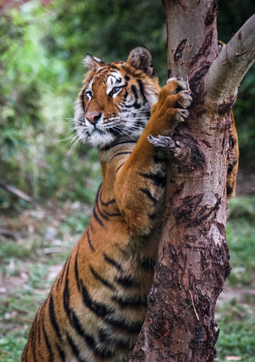 zootamatan's tweet photo. Ven a conocer a las #intrepidas #leonas🦁🎀 y a la #tigredebengala🐅 en su nuevo hogar, nuestro #zoo, recuerda que estarán en exhibición toooodo el fin de #semana, aprovecha este #puente para darte una vuelta🥰. https://t.co/r0AVLSxAbq