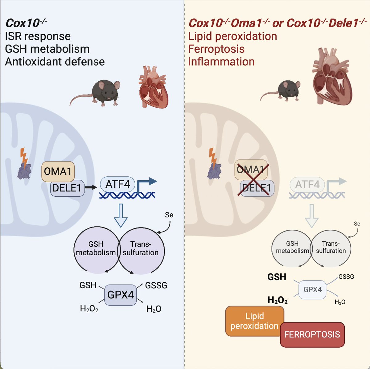 The Langer Lab (@langer_lab) on Twitter photo 📢 We are very excited to share our new paper on Oma1 and #ferroptosis in #mitochondrial #cardiomyopathy
<a href="/sahola6/">sofia ahola</a> et al. unraveled the role of Oma1-Dele1-Atf4 mediated ISR in the protection from lipid peroxidation and ferroptosis in vivo
shorturl.at/bGMU4
🧵 Thread (1/5) 📢 We are very excited to share our new paper on Oma1 and #ferroptosis in #mitochondrial #cardiomyopathy
<a href="/sahola6/">sofia ahola</a> et al. unraveled the role of Oma1-Dele1-Atf4 mediated ISR in the protection from lipid peroxidation and ferroptosis in vivo
shorturl.at/bGMU4
🧵 Thread (1/5)
