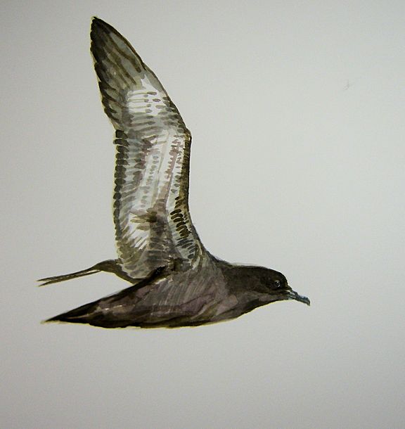 haiiromizunagi's tweet photo. #ハイイロミズナギドリ #SootyShearwater #Shearwater #Puffinus を #スケッチ #ドローイング 本業が予想より早く終わったので、水彩直描きで疲れを癒そうかと‥先日のハシボソを意識し過ぎて、翼や胴体のラインを決めるのに躊躇しまくったが、少しスラリと描く事でそれらしく‥失敗・成功の境目かも‥ https://t.co/cn1WZXWV41